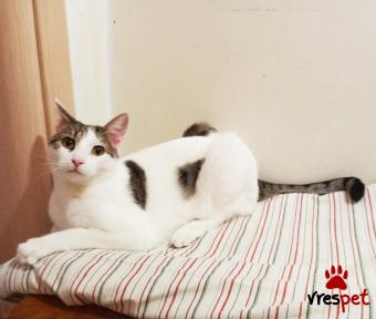 Ράτσα: Άγνωστο - Ημίαιμο | Ηλικία: 8 μηνών | Φύλο: Θηλυκό | Αρ. Microchip: 9821212121211111 | Περιοχή: Αττική